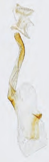 /filer/webapps/moths_gc/media/images/R/rufipennella_Caloptilia_Plant_2022_36e.jpg