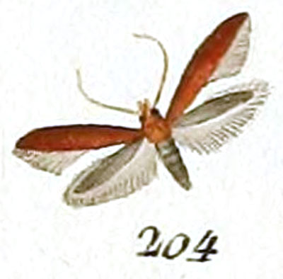 /filer/webapps/moths_gc/media/images/R/rufipennella_Tinea_HT_Huebner_30-204.jpg
