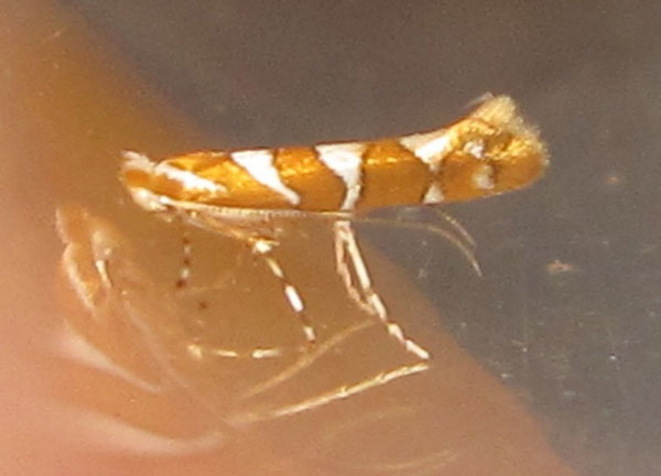 /filer/webapps/moths_gc/media/images/R/ruizivorus_Phyllonorycter_A_MB.jpg