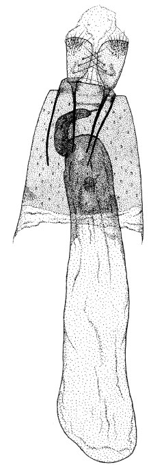 /filer/webapps/moths_gc/media/images/R/ruizivorus_Phyllonorycter_GF_DePrins3725.jpg
