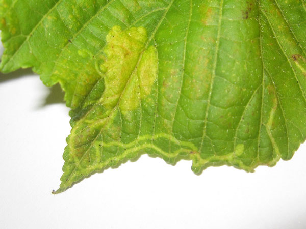 /filer/webapps/moths_gc/media/images/R/ruizivorus_Phyllonorycter_Mine_01_MB.jpg