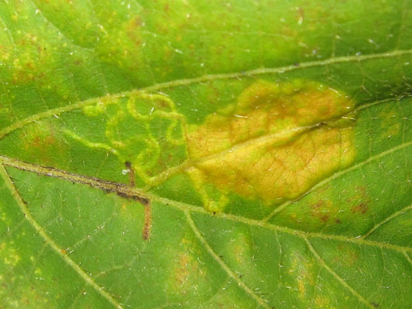 /filer/webapps/moths_gc/media/images/R/ruizivorus_Phyllonorycter_Mine_02_MB.jpg