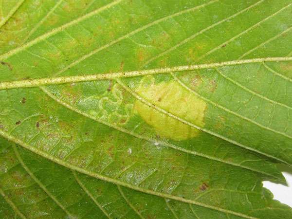 /filer/webapps/moths_gc/media/images/R/ruizivorus_Phyllonorycter_Mine_03_MB.jpg