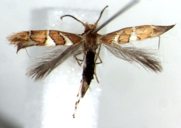 /filer/webapps/moths_gc/media/images/R/ruizivorus_Phyllonorycter_P.jpg