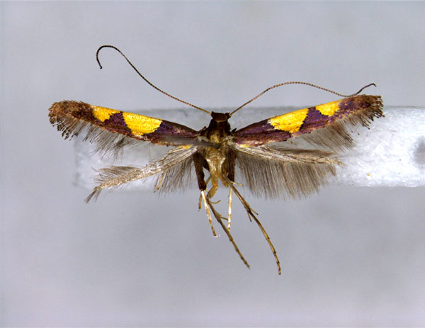 /filer/webapps/moths_gc/media/images/R/ryukyuensis_Caloptilia_A_EIHU.jpg