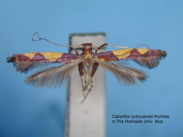 /filer/webapps/moths_gc/media/images/R/ryukyuensis_Caloptilia_HT_EIHU.jpg