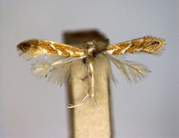 /filer/webapps/moths_gc/media/images/S/saccharella_Cameraria_A_EIHU.jpg