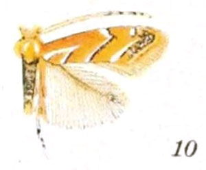 /filer/webapps/moths_gc/media/images/S/saccharella_Lithocolletis_ST_Braun_23-10.jpg