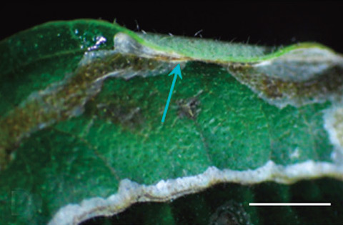 /filer/webapps/moths_gc/media/images/S/saepta_Phyllocnistis_Cocoon_Kirichenko-et-al_2018_97.jpg