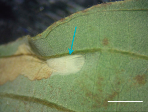 /filer/webapps/moths_gc/media/images/S/saepta_Phyllocnistis_Cocoon_Kirichenko-et-al_2018_97_2.jpg