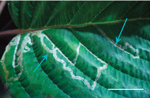 /filer/webapps/moths_gc/media/images/S/saepta_Phyllocnistis_Mine_Kirichenko-et-al_2018_97_2.jpg