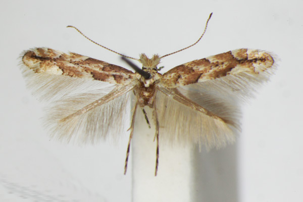 /filer/webapps/moths_gc/media/images/S/sagitella_Phyllonorycter_A_ZSM.jpg