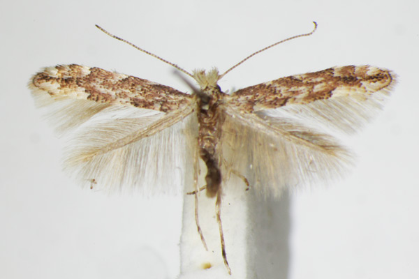 /filer/webapps/moths_gc/media/images/S/sagitella_Phyllonorycter_A_ZSM_2.jpg