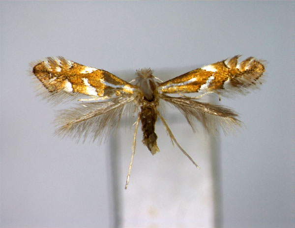 /filer/webapps/moths_gc/media/images/S/salicicolella_Phyllonorycter_A_EIHU.jpg