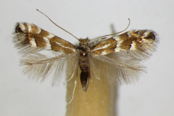 /filer/webapps/moths_gc/media/images/S/salicicolella_Phyllonorycter_A_ZSM_2.jpg