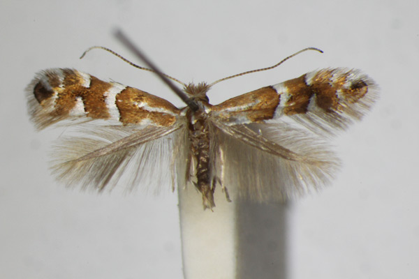 /filer/webapps/moths_gc/media/images/S/salicicolella_Phyllonorycter_A_ZSM_3.jpg