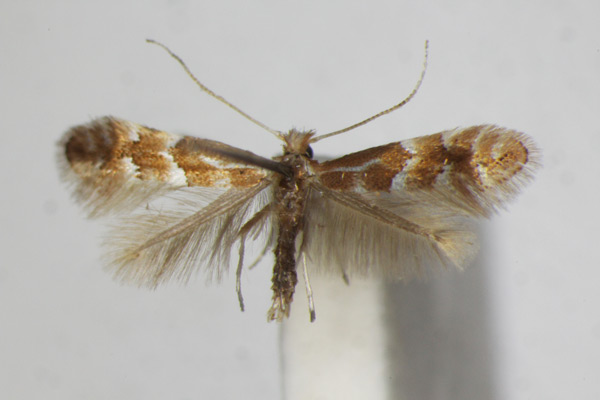 /filer/webapps/moths_gc/media/images/S/salicicolella_Phyllonorycter_A_ZSM_4.jpg