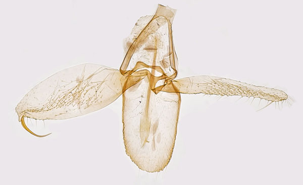 /filer/webapps/moths_gc/media/images/S/salicicolella_Phyllonorycter_GM_Hall.jpg