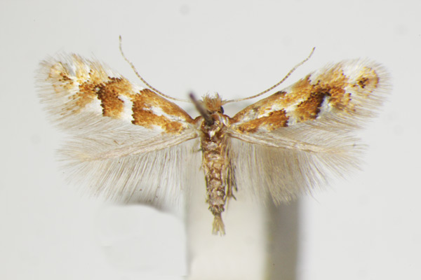 /filer/webapps/moths_gc/media/images/S/salicicolella_brevilineatella_Phyllonorycter_A_ZSM.jpg