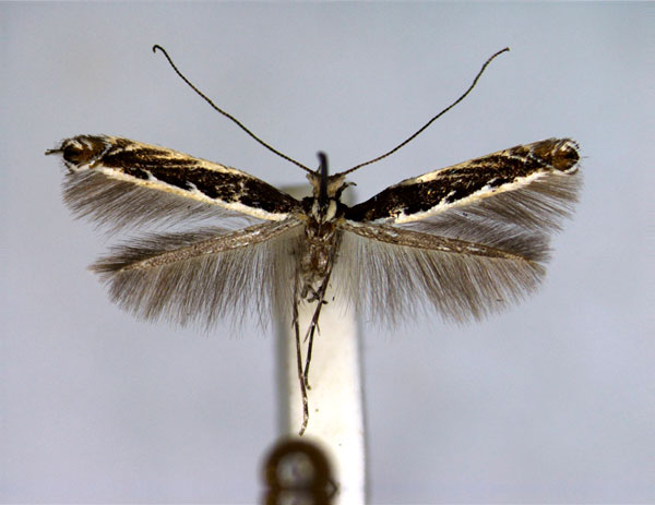 /filer/webapps/moths_gc/media/images/S/salicifoliella_Micrurapteryx_A_EIHU.jpg