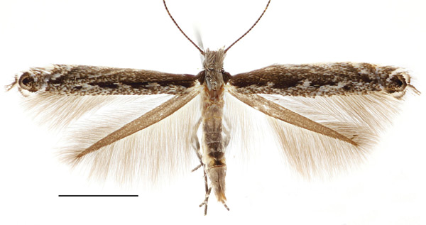 /filer/webapps/moths_gc/media/images/S/salicifoliella_Micrurapteryx_A_Kirichenko-et-al_2016_112.jpg