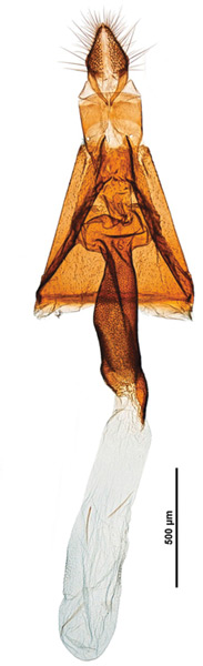 /filer/webapps/moths_gc/media/images/S/salicifoliella_Micrurapteryx_GF_Kirichenko-et-al_2016_121_48.jpg