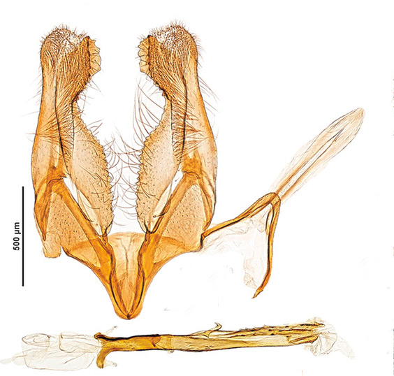 /filer/webapps/moths_gc/media/images/S/salicifoliella_Micrurapteryx_GM_Kirichenko-et-al_.2016_115.jpg