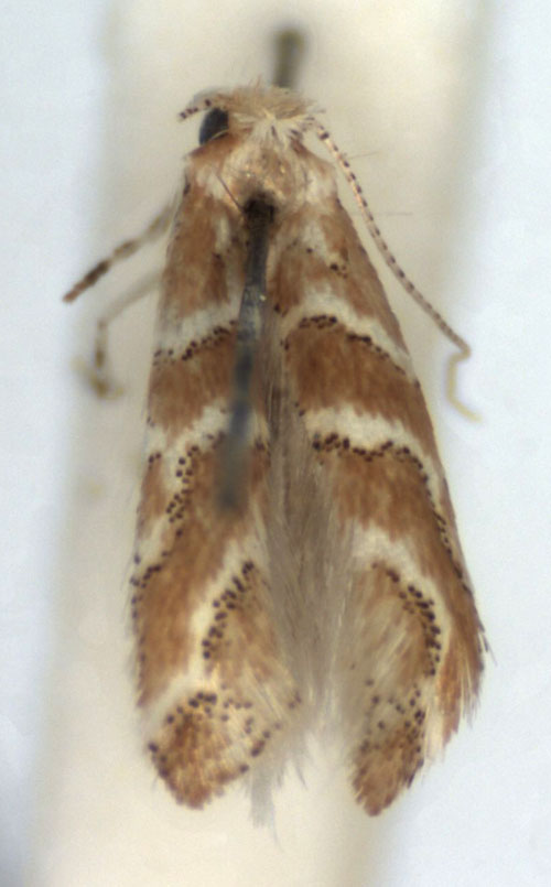 /filer/webapps/moths_gc/media/images/S/saliciphaga_Phyllonorycter_A_WJDP.jpg