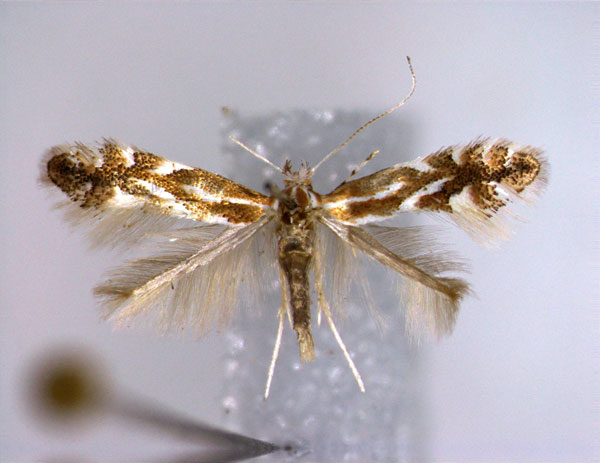 /filer/webapps/moths_gc/media/images/S/salictella_Phyllonorycter_A_3_EIHU.jpg