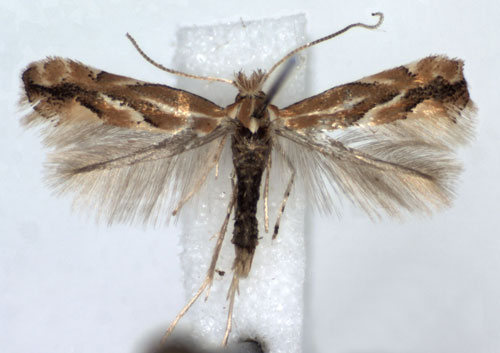 /filer/webapps/moths_gc/media/images/S/salictella_Phyllonorycter_A_WJDP.jpg