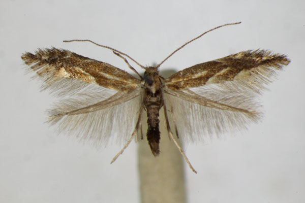 /filer/webapps/moths_gc/media/images/S/salictella_Phyllonorycter_A_ZSM.jpg