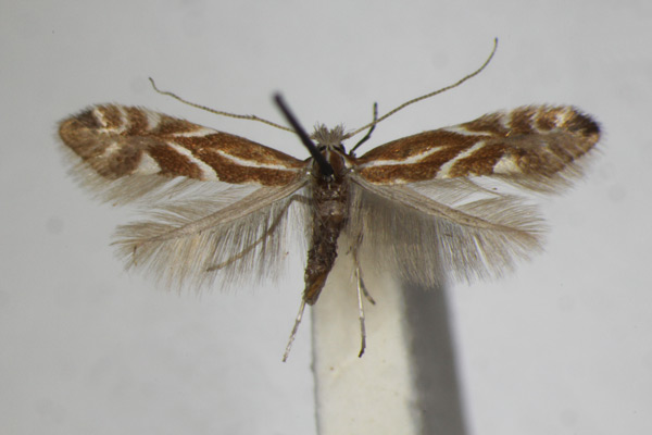 /filer/webapps/moths_gc/media/images/S/salictella_Phyllonorycter_A_ZSM_3.jpg