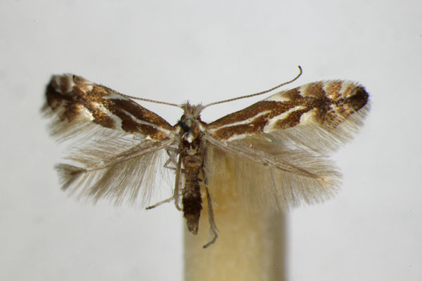 /filer/webapps/moths_gc/media/images/S/salictella_viminiella_Phyllonorycter_A_ZSM_2.jpg