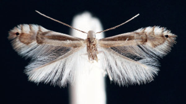 /filer/webapps/moths_gc/media/images/S/saligna_Phyllocnistis_A_Bengtsson_2024_10.jpg