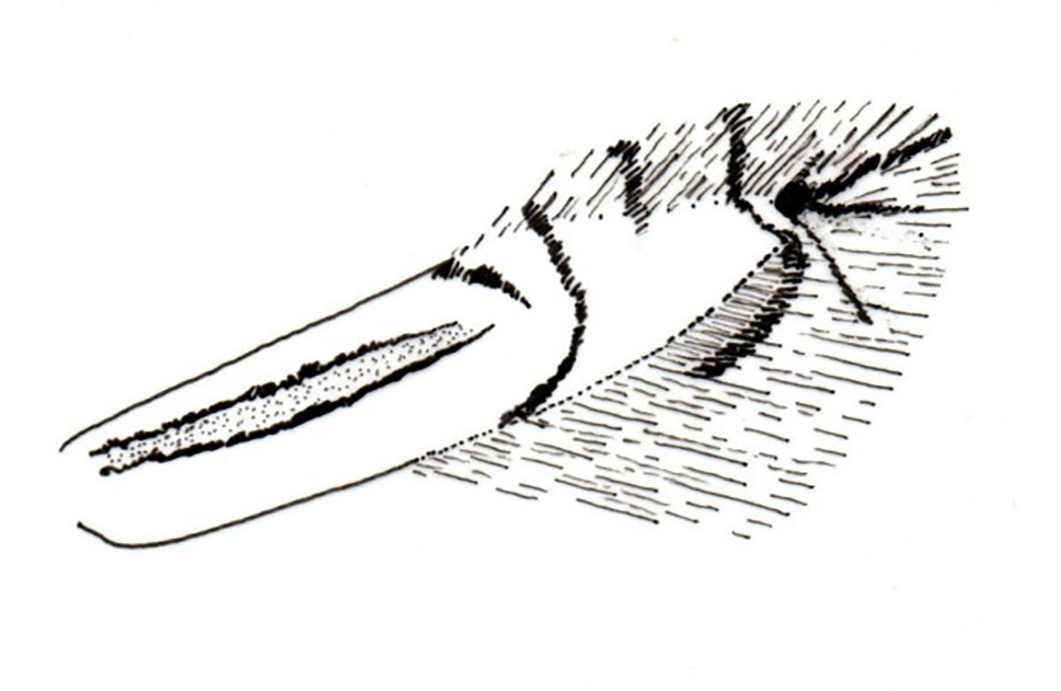 /filer/webapps/moths_gc/media/images/S/saligna_Phyllocnistis_A_Triberti-etal_2024_36.jpg