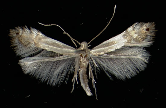/filer/webapps/moths_gc/media/images/S/saligna_Phyllocnistis_A_Vorder26101971_MHNG.jpg
