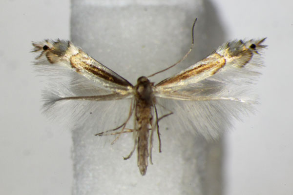 /filer/webapps/moths_gc/media/images/S/saligna_Phyllocnistis_A_ZSM.jpg