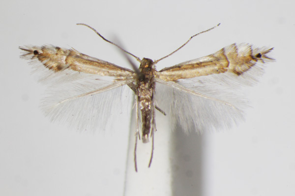 /filer/webapps/moths_gc/media/images/S/saligna_Phyllocnistis_A_ZSM_3.jpg