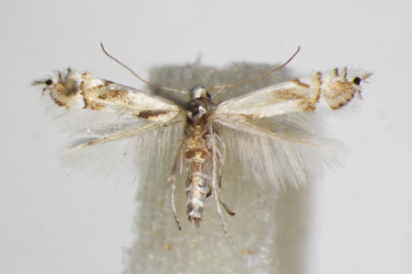 /filer/webapps/moths_gc/media/images/S/saligna_Phyllocnistis_A_ZSM_4.jpg