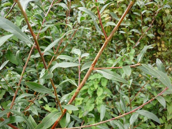 /filer/webapps/moths_gc/media/images/S/saligna_Phyllocnistis_Foodplant_Langmaid.jpg