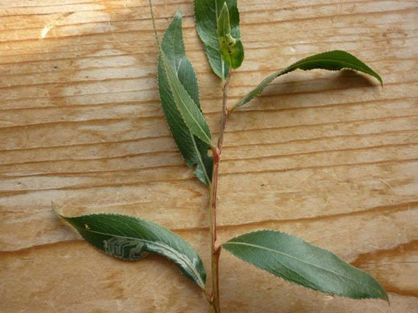 /filer/webapps/moths_gc/media/images/S/saligna_Phyllocnistis_Foodplant_Langmaid_2.jpg