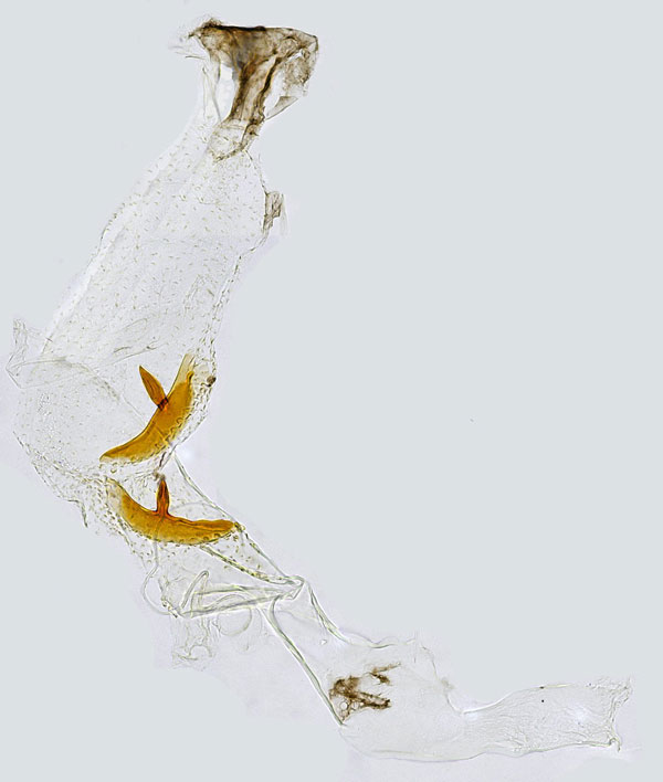 /filer/webapps/moths_gc/media/images/S/saligna_Phyllocnistis_GF_Hall.jpg