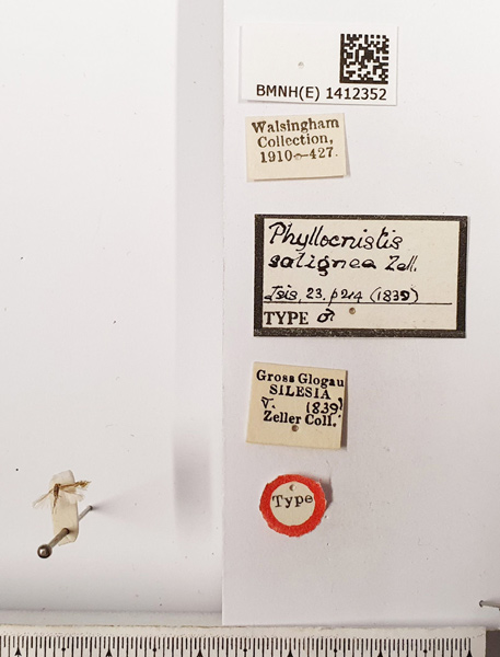 /filer/webapps/moths_gc/media/images/S/saligna_Phyllocnistis_ST1_BMNH.jpg