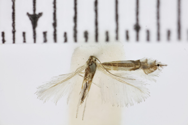 /filer/webapps/moths_gc/media/images/S/saligna_Phyllocnistis_ST1a_BMNH.jpg