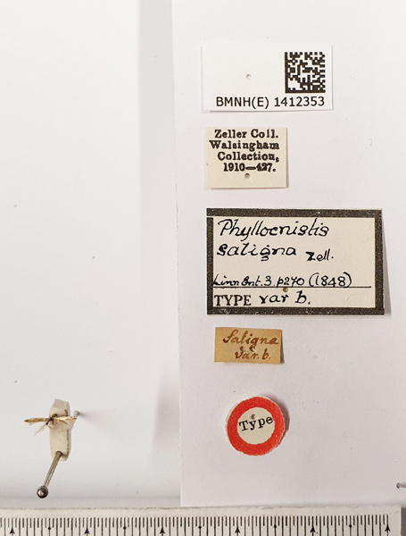 /filer/webapps/moths_gc/media/images/S/saligna_Phyllocnistis_ST2_BMNH.jpg