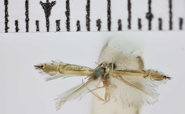 /filer/webapps/moths_gc/media/images/S/saligna_Phyllocnistis_ST2a_BMNH.jpg