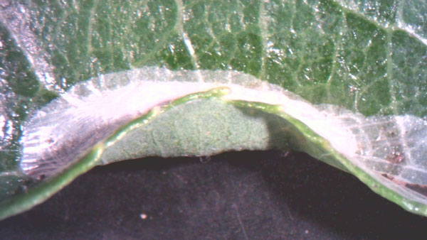 /filer/webapps/moths_gc/media/images/S/saligna_Phyllocnistis_cocoon_Brucklacher_LR_6k2eqQg.jpg