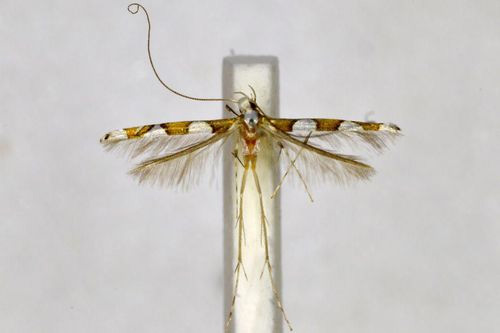 /filer/webapps/moths_gc/media/images/S/sanctaecrucis_Dialectica_A_BMNH(E)-1055715.jpg