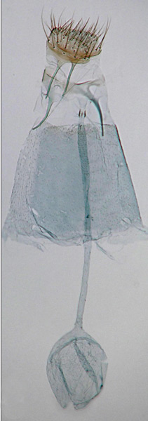 /filer/webapps/moths_gc/media/images/S/sanctaecrucis_Dialectica_HT_GF_29522_BMNH.jpg
