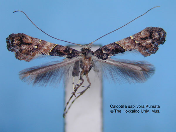 /filer/webapps/moths_gc/media/images/S/sapiivora_Caloptilia_HT_EIHU.jpg